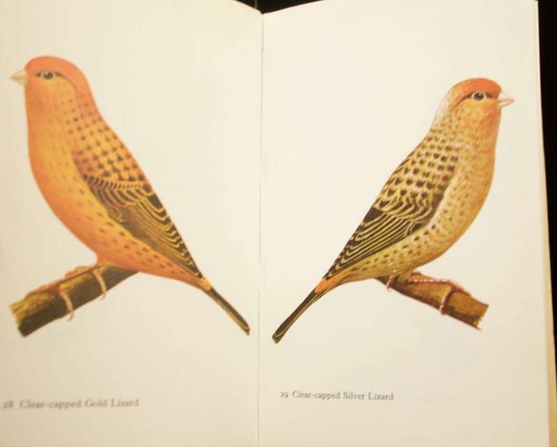CANARIES IN COLOUR - GEORGE LYNCH