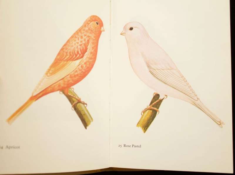 CANARIES IN COLOUR - GEORGE LYNCH