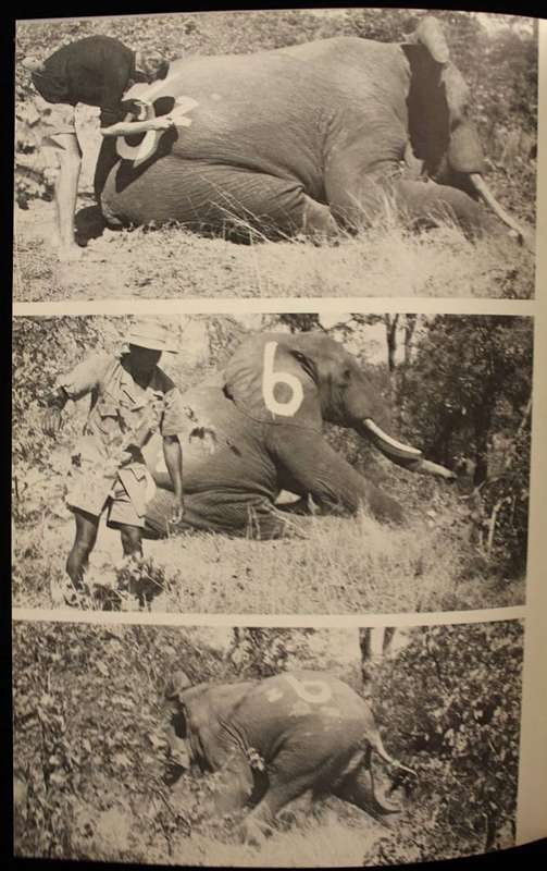 A STRUGGLE FOR SURVIVAL - THE ELEPHANT PROBLEM BY PROFESSOR JOHN HANKS
