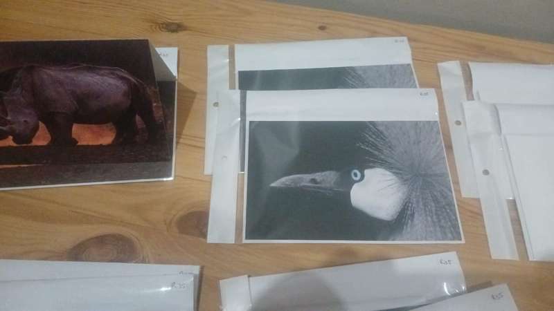 "Echoes of the Wild"  Cards