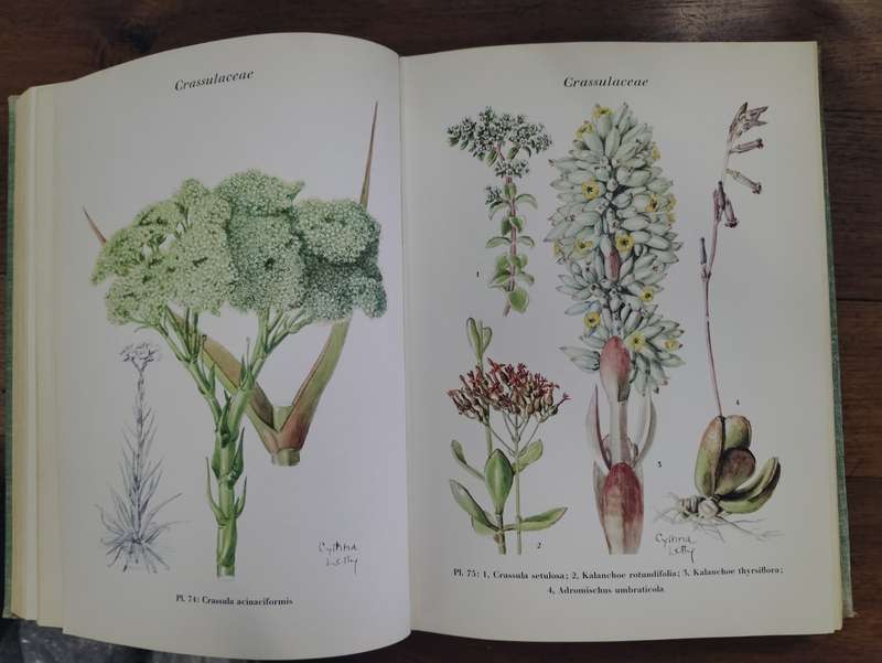 Veld blomme van Transvaal - Cythna Letty (signed)