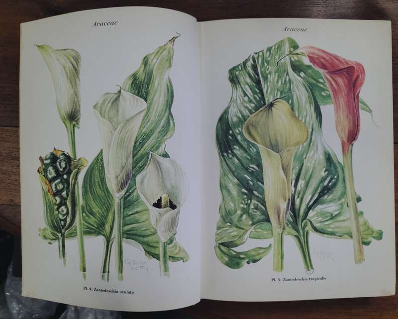 Veld blomme van Transvaal - Cythna Letty (signed)