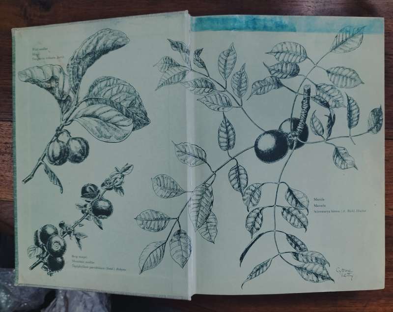Veld blomme van Transvaal - Cythna Letty (signed)