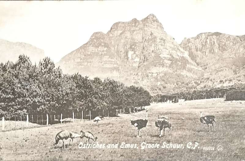 Vintage Post Card - Ostriches and Emus - Groete Schuur