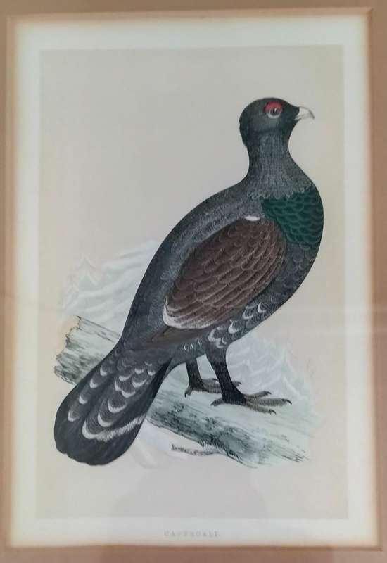 Vintage framed print of a bird (Capercali)