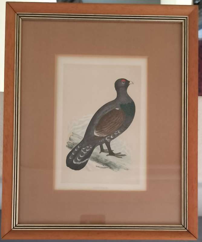 Vintage framed print of a bird (Capercali)