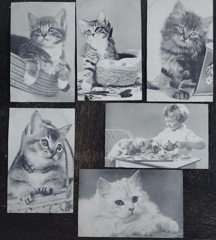 Kittens in post card format issued by SPCA (x6 - circa 1960s)