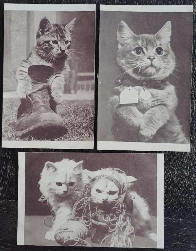 Kittens (x3- circa 1950s)