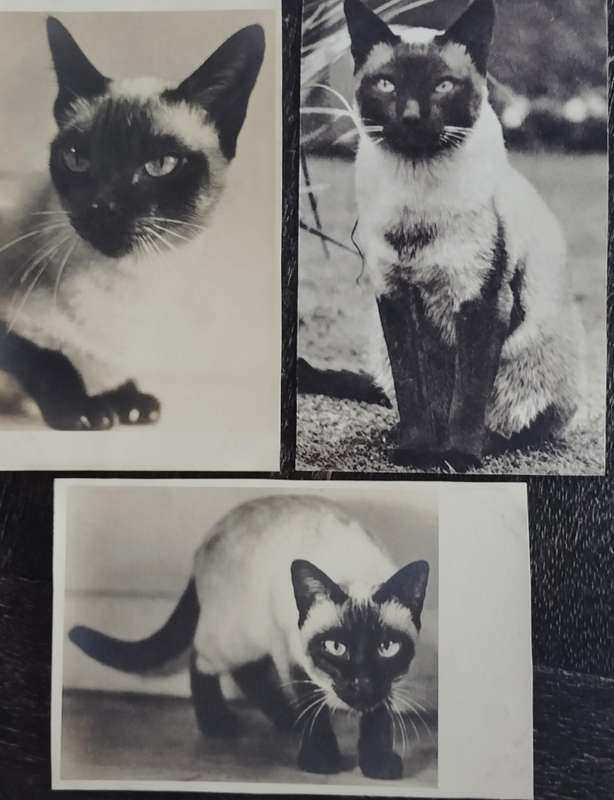 Siamese cats (x 2 post cards, 1 x print)