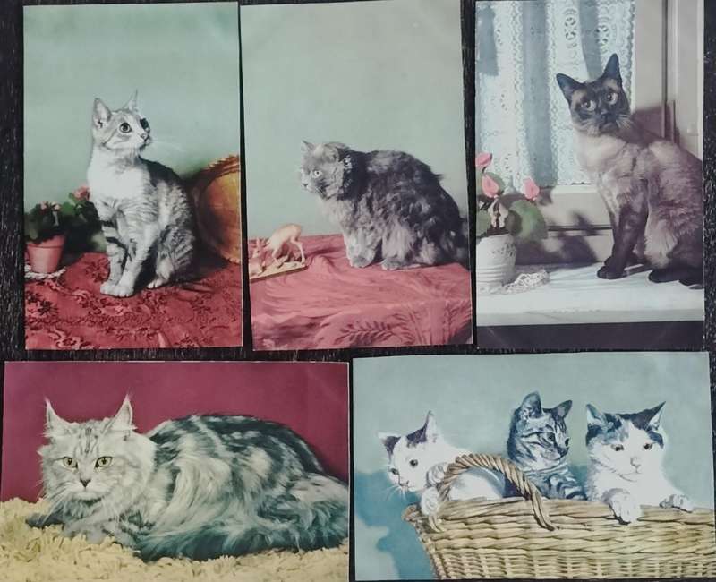 Cats in colour (x 5 post cards)