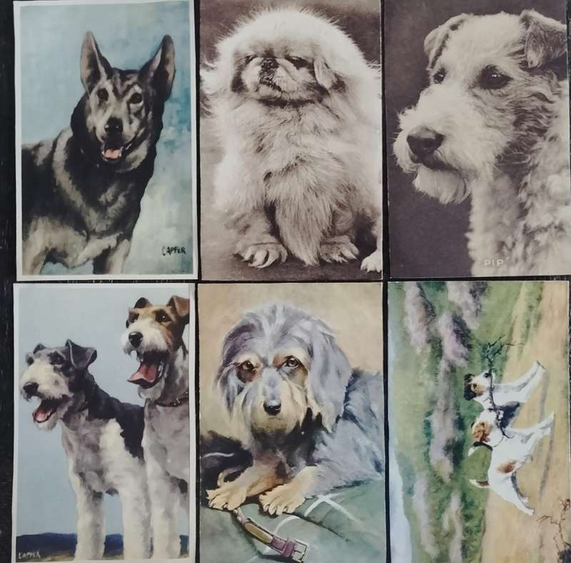 Variety of dogs in post card format (x 23)