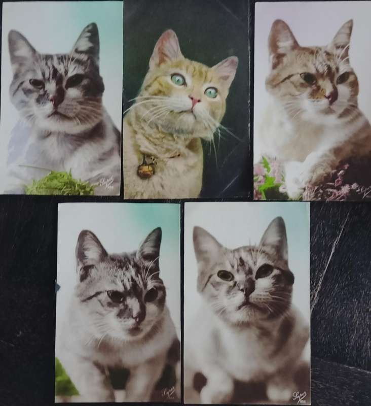 Cats on post cards (x 5)