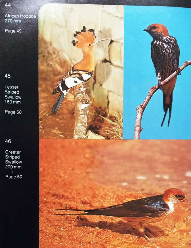 Garden Birds of Southern Africa-Peter Ginn & Geoff McIlleron-Hardcover  Book signed by both Authors