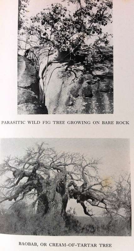 The Low-Veld Its Wildlife and Its People-Lieut-Col J Stevenson-Hamilton - (Brown cover) Hardcover