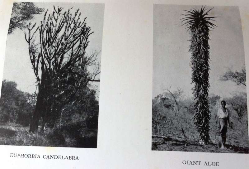 Two books - The Low-Veld - Its Wildlife and Its People - Lieut-Col J Stevenson-Hamilton - Hardcover