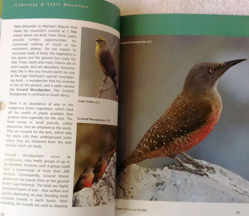 Cape Peninsula Birdlife - Roy Siegfried & Ian Sinclair