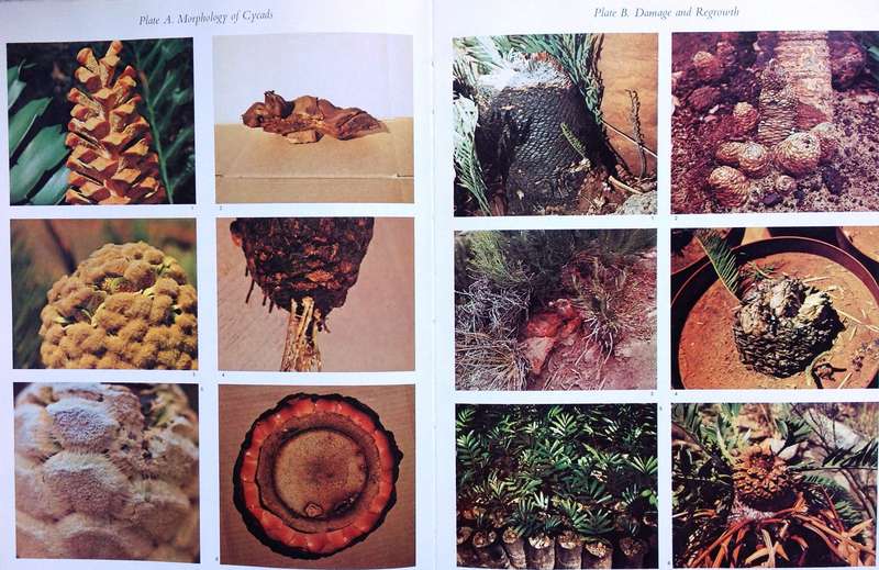 Cycads of South Africa - Cynthia Giddy - Hardcover