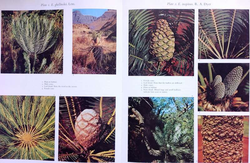 Cycads of South Africa - Cynthia Giddy - Hardcover