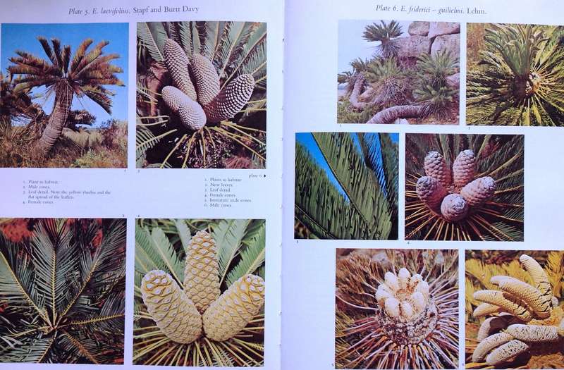 Cycads of South Africa - Cynthia Giddy - Hardcover