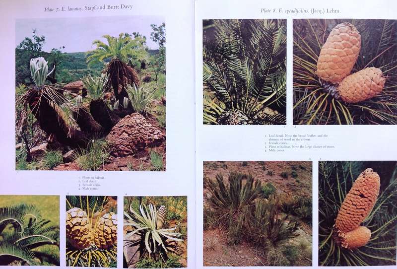 Cycads of South Africa - Cynthia Giddy - Hardcover