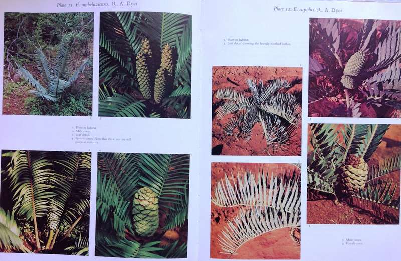 Cycads of South Africa - Cynthia Giddy - Hardcover