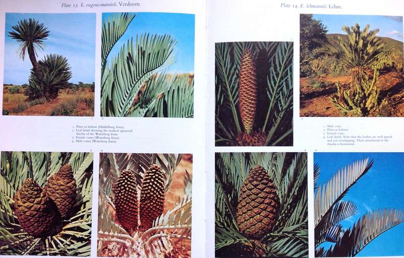 Cycads of South Africa - Cynthia Giddy - Hardcover
