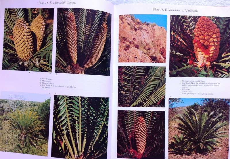 Cycads of South Africa - Cynthia Giddy - Hardcover
