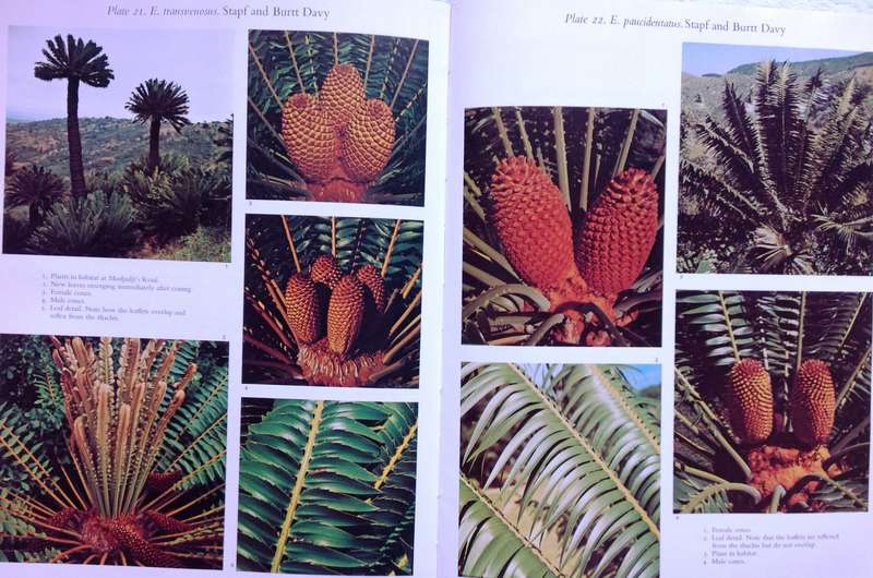 Cycads of South Africa - Cynthia Giddy - Hardcover