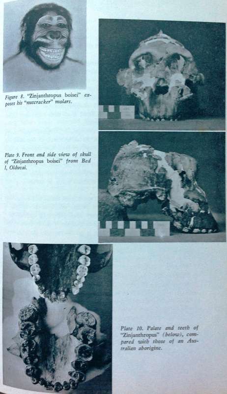 The Prehistory of East Africa - Sonia Cole - Hardcover