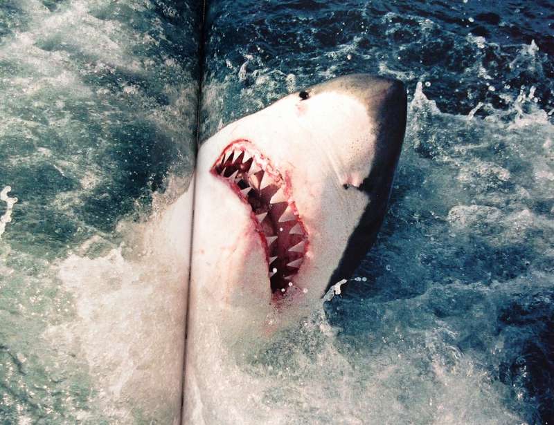 Two books - Shark Man-Theo Ferreira and Shark Attack-Tim Wallett