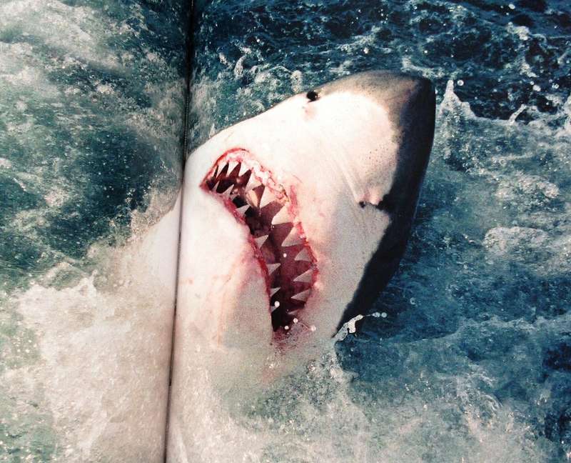 Two books - Shark Man-Theo Ferreira and Shark Attack-Tim Wallett
