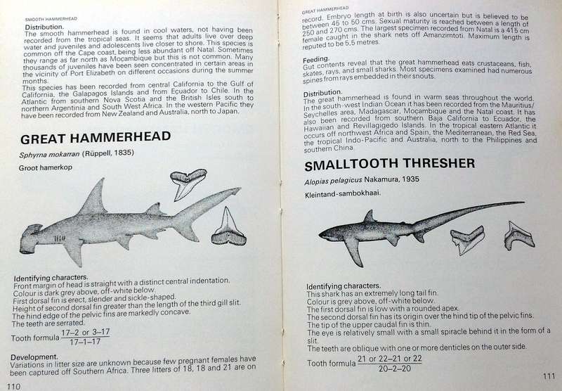 Two books - Shark Man-Theo Ferreira and Shark Attack-Tim Wallett