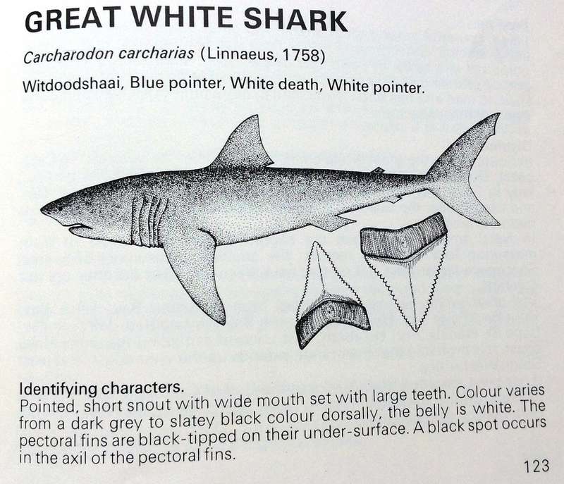 Two books - Shark Man-Theo Ferreira and Shark Attack-Tim Wallett