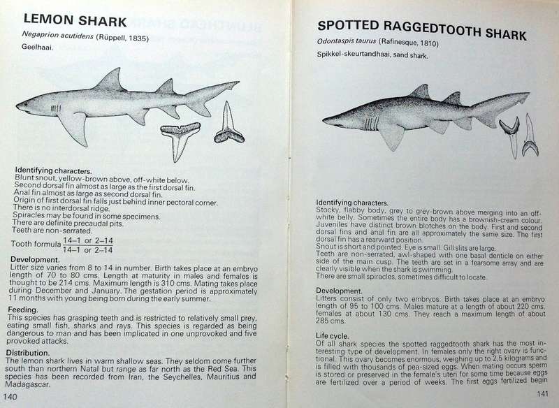 Two books - Shark Man-Theo Ferreira and Shark Attack-Tim Wallett