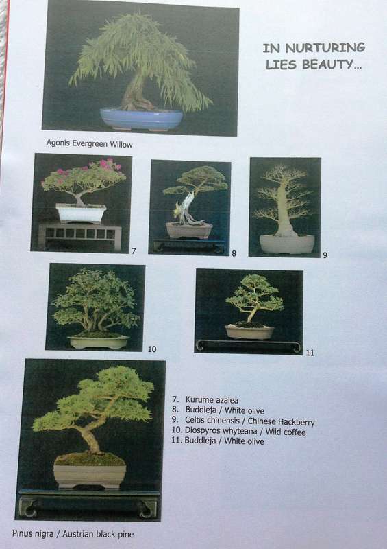 Create your own Bonsai - Lionel and Gail Theron
