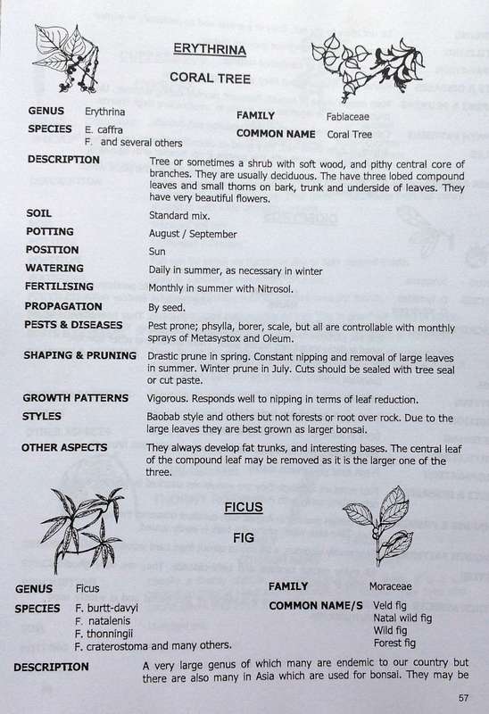 Create your own Bonsai - Lionel and Gail Theron