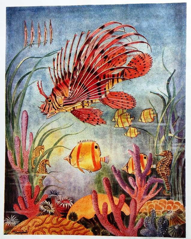 The Sea Fishes of Southern Africa - J L B Smith - Hardcover - First edition 1949