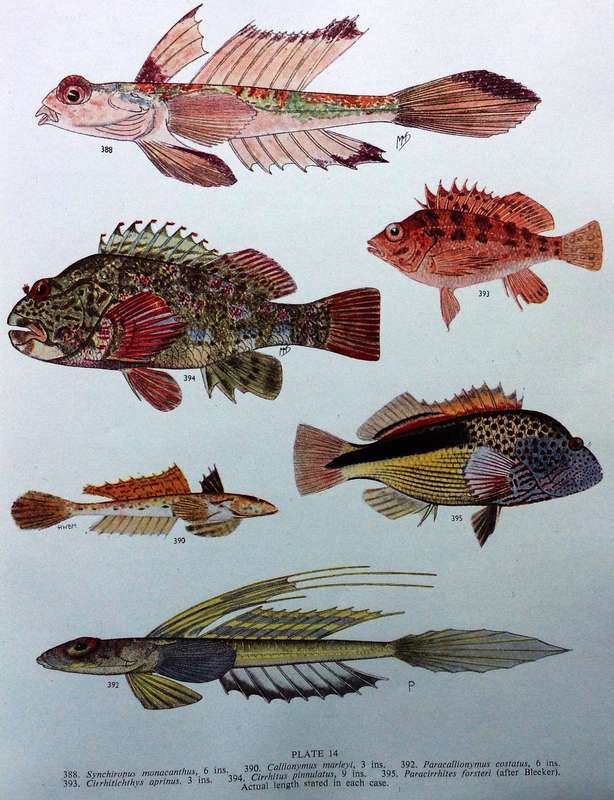 The Sea Fishes of Southern Africa - J L B Smith - Hardcover - First edition 1949
