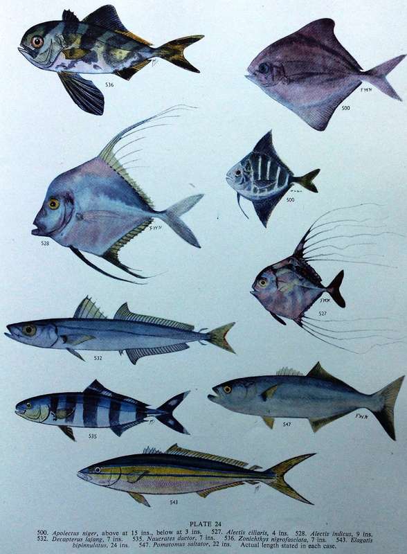 The Sea Fishes of Southern Africa - J L B Smith - Hardcover - First edition 1949