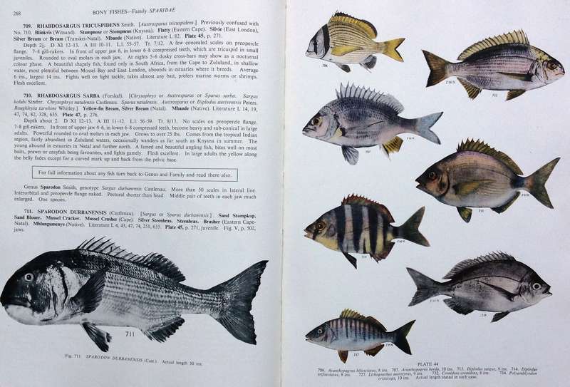 The Sea Fishes of Southern Africa - J L B Smith - Hardcover - First edition 1949