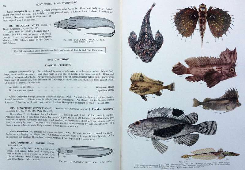 The Sea Fishes of Southern Africa - J L B Smith - Hardcover - First edition 1949