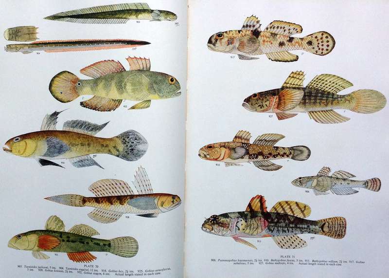 The Sea Fishes of Southern Africa - J L B Smith - Hardcover - First edition 1949