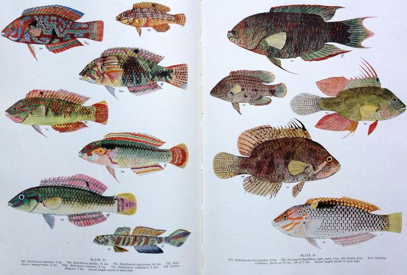 The Sea Fishes of Southern Africa - J L B Smith - Hardcover - First edition 1949