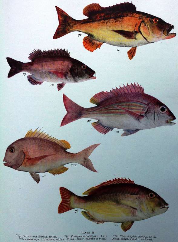 The Sea Fishes of Southern Africa - J L B Smith - Hardcover - First edition 1949