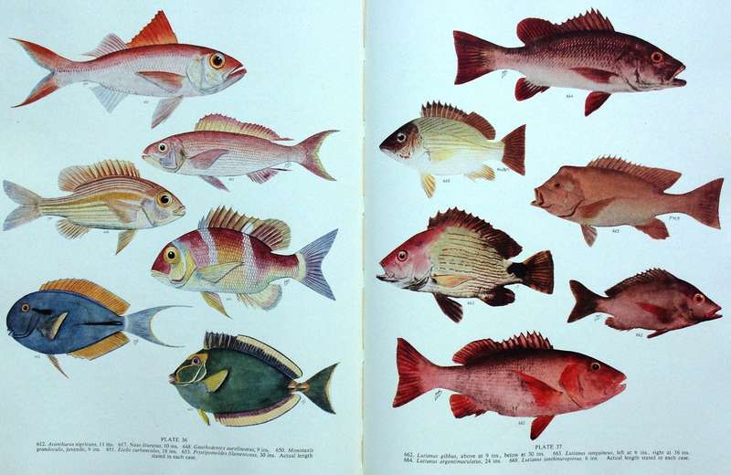 The Sea Fishes of Southern Africa - J L B Smith - Hardcover - First edition 1949