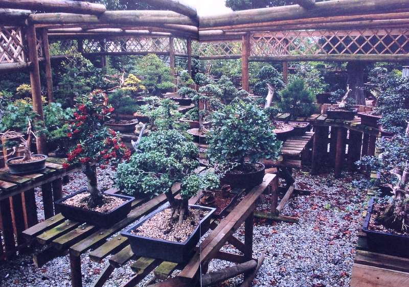 Bonsai Success in Southern Africa - Carl Morrow and Keith Kirsten
