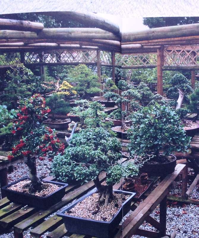 Bonsai Success in Southern Africa - Carl Morrow and Keith Kirsten