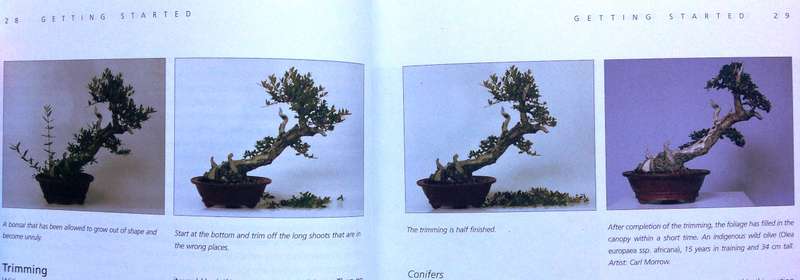 Bonsai Success in Southern Africa - Carl Morrow and Keith Kirsten