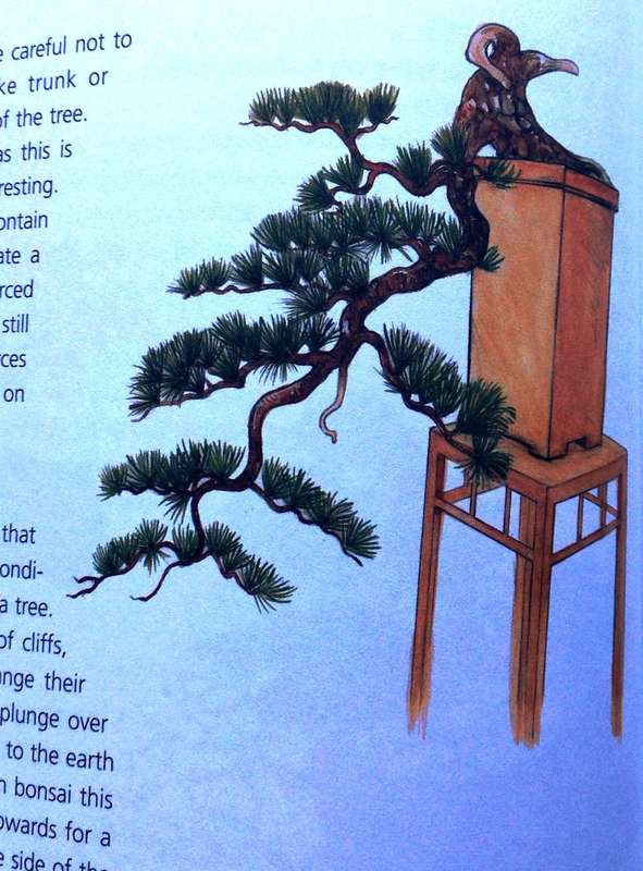 Bonsai Success in Southern Africa - Carl Morrow and Keith Kirsten