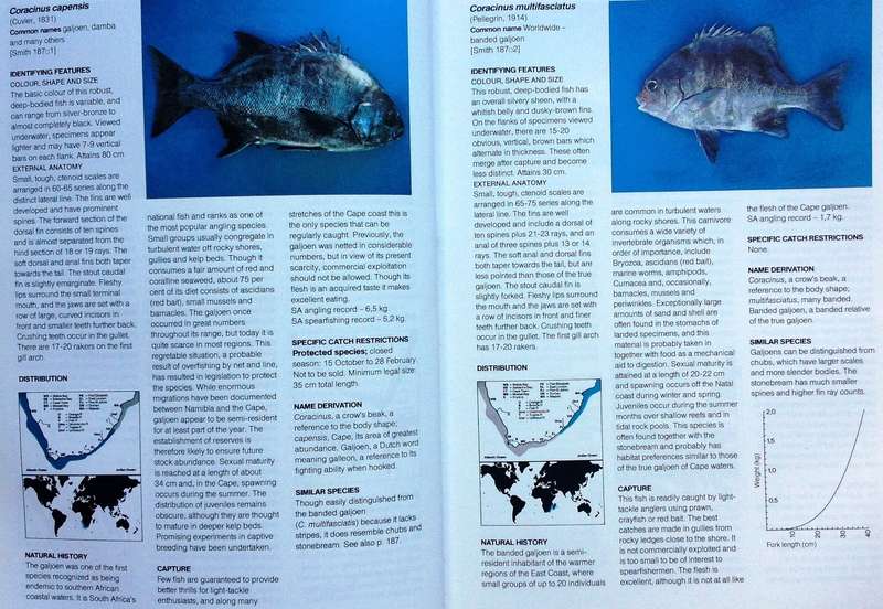 A Guide to The Common Sea Fishes of Southern Africa - Rudy Van Der Elst